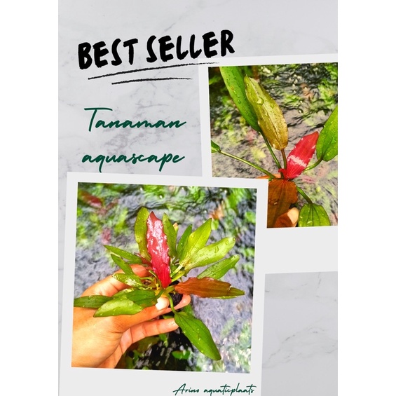 echinodorus red special tanaman aquascape