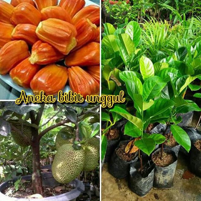 TERBAIK Dm19 Bibit Buah Nangka Mini Merah Atau Nangka Madu Kw Import TERMURAH