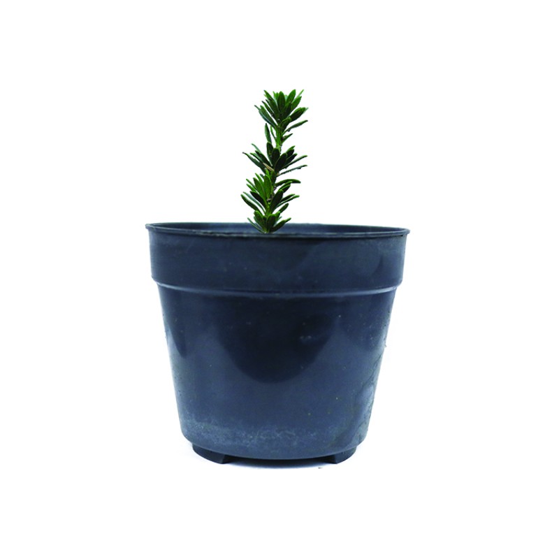 Bibit Bonsai Lohansung Micro 10