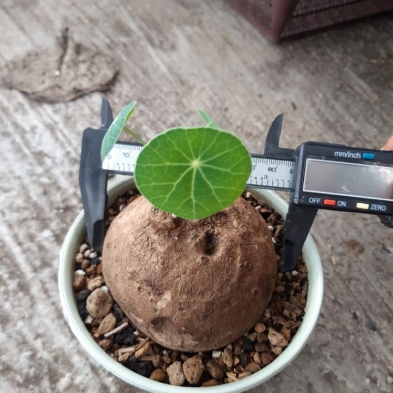 stephania erecta caudex