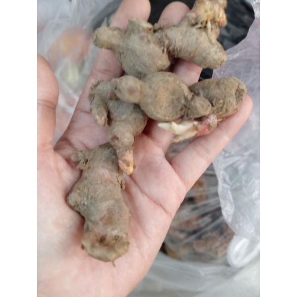 

JAHE MERAH PANEN PETANI
