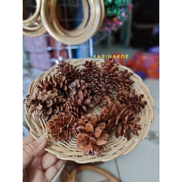 Buah Pinus / Biji Pinus / Biji Kering
