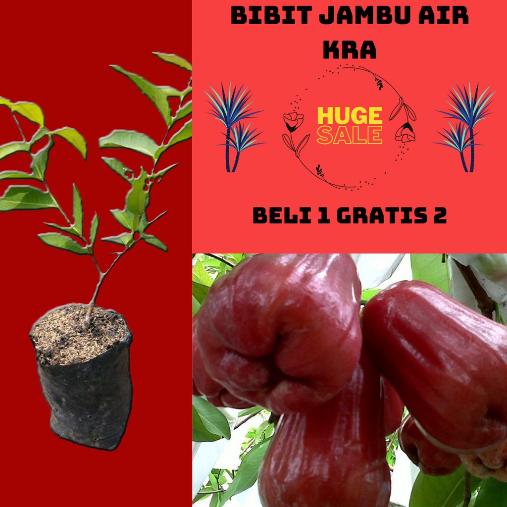 Bibit Jambu Air King Rose Apple Beli 1 Gratis 2