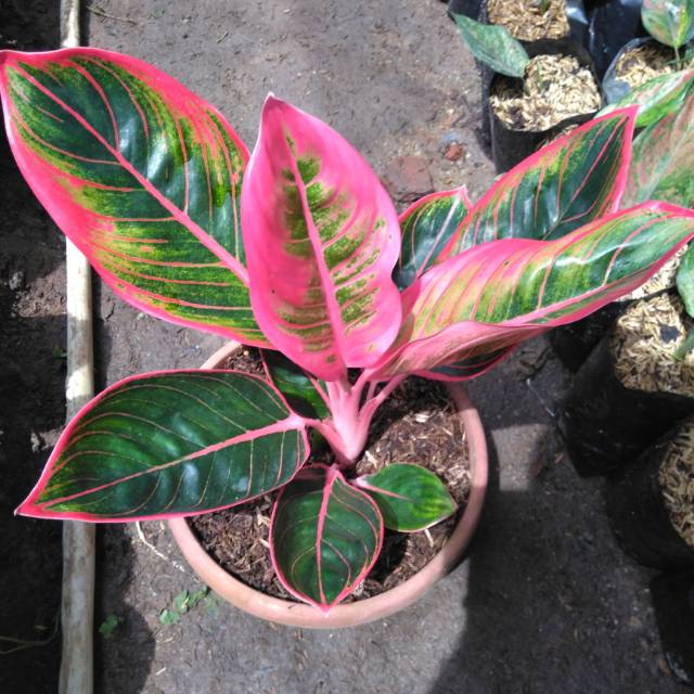 4 pcs aglonema aglaonema kanza