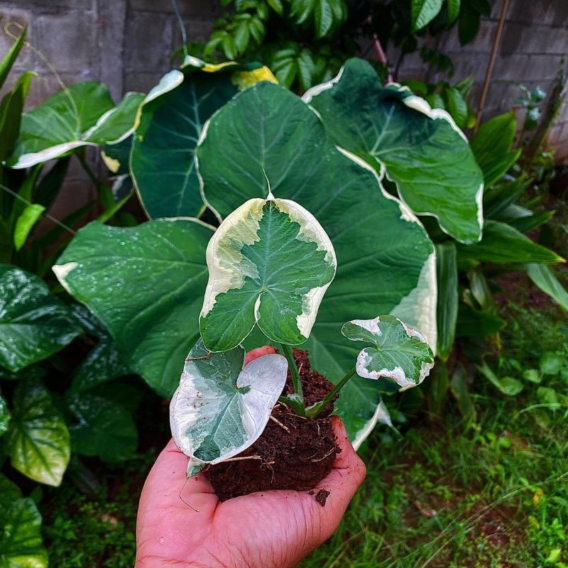 UMBI/BONGGOL Umbi Caladium Bicolour Variegata Hybrid - Caladium Thailand