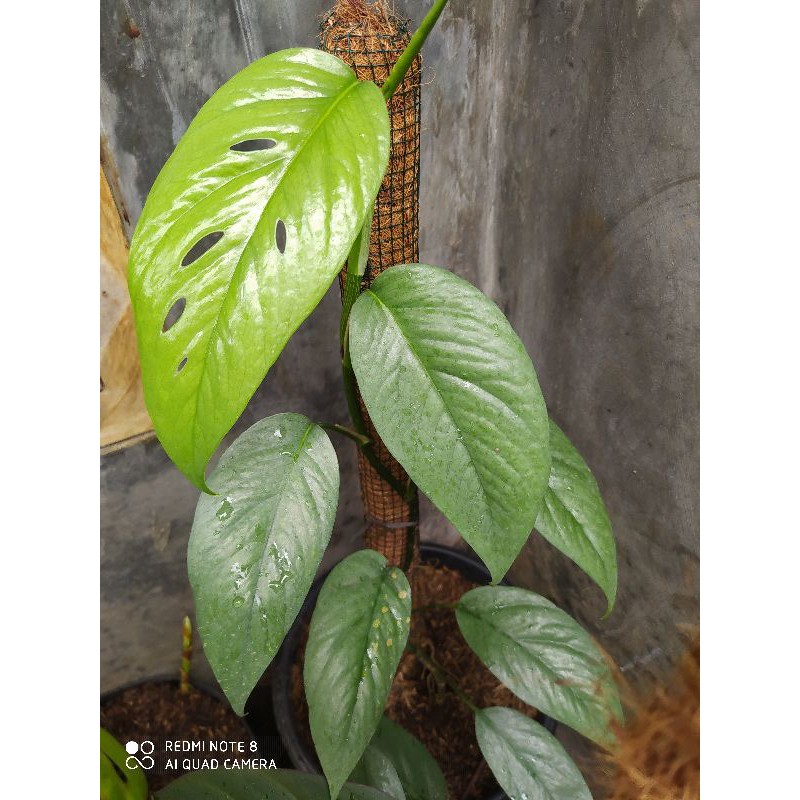 tanaman hias cebu blue-philo cebu blue