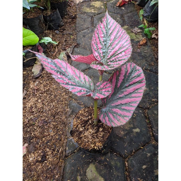 tanaman begonia Rex walet ( begonia brevirimosa)