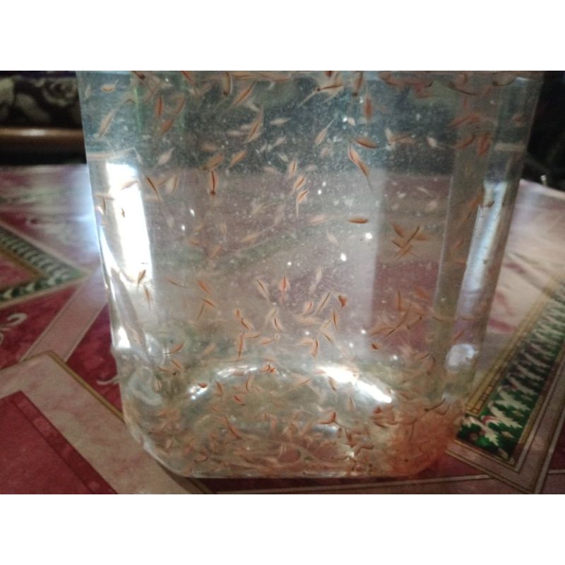 

Artemia hidup untuk usia remaja dan indukkan