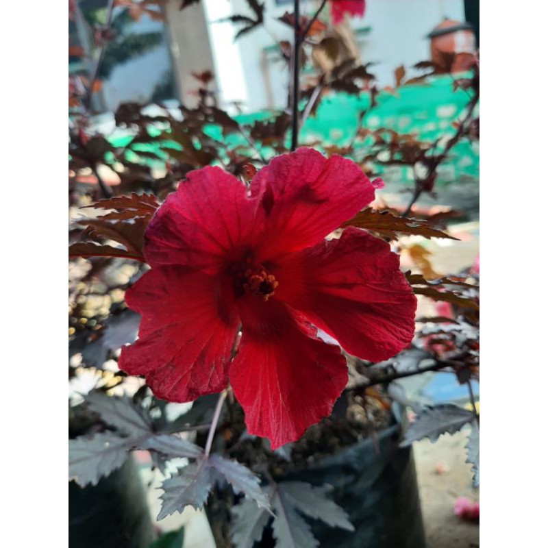 Hibiscus acetosella/red panama/rosela merah