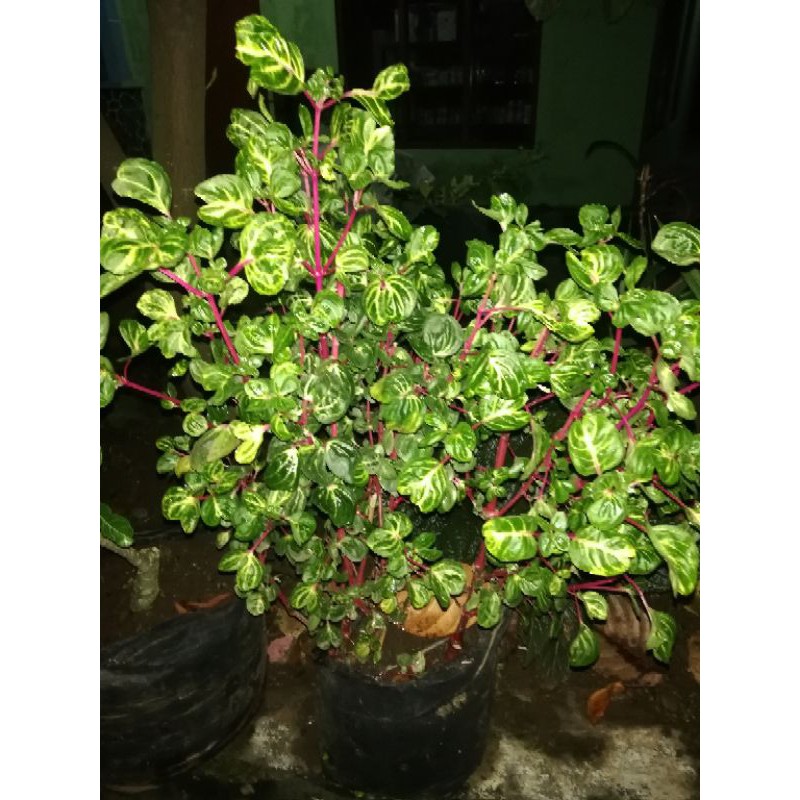 tanaman Hias krokot bayam batang merah / miana batang merah varigata