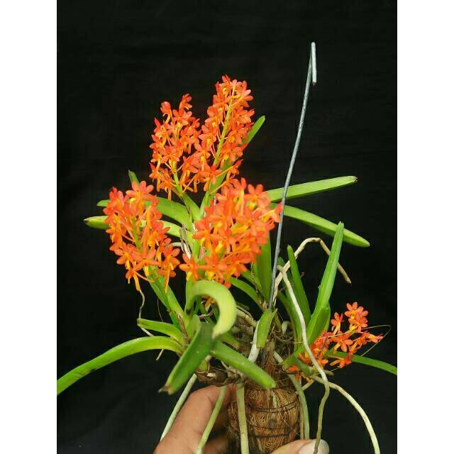 Diskon Anggrek Vanda Miniatum LorGQ7uaMWlp7