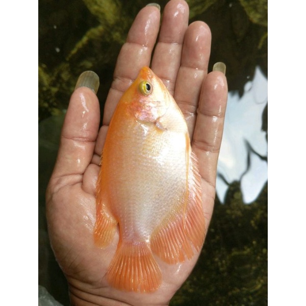 GARANSI paket hemat 5 gurame padang super