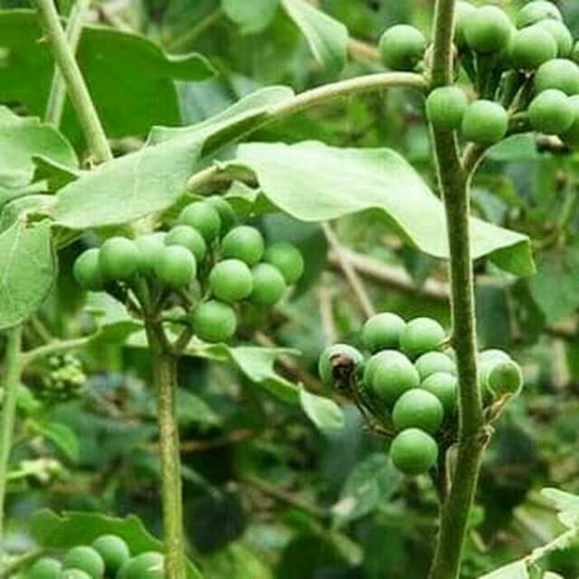 

Buah cepokak segar berat berish 1 kg buah sayur berhasiat tinghi