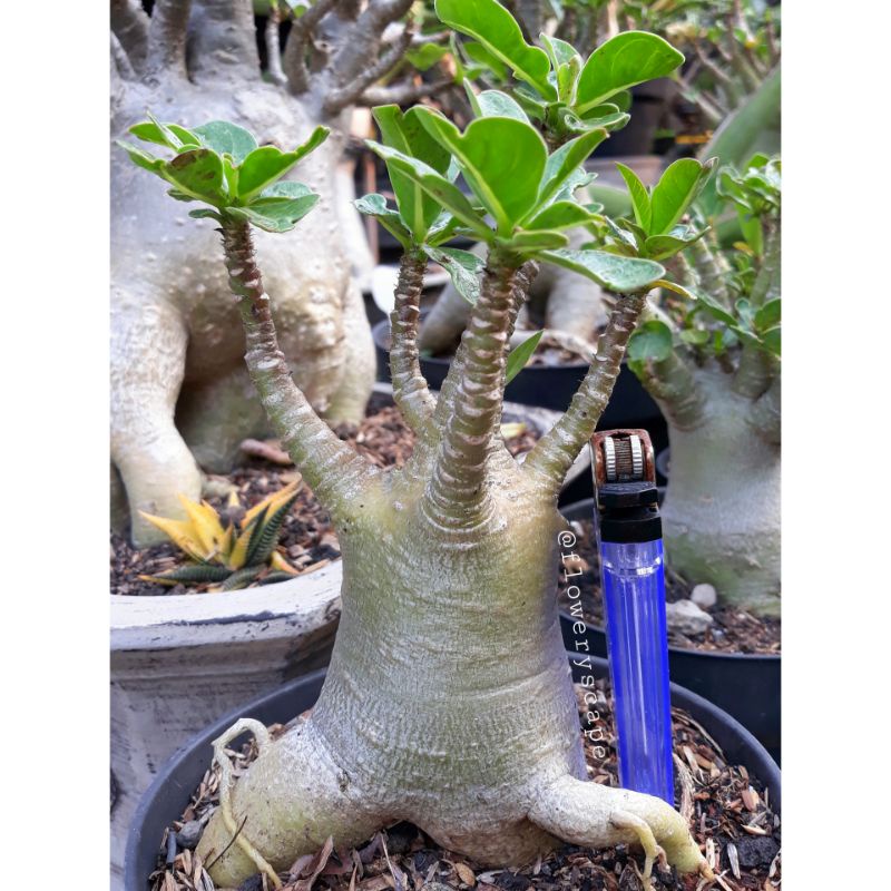 Adenium godji