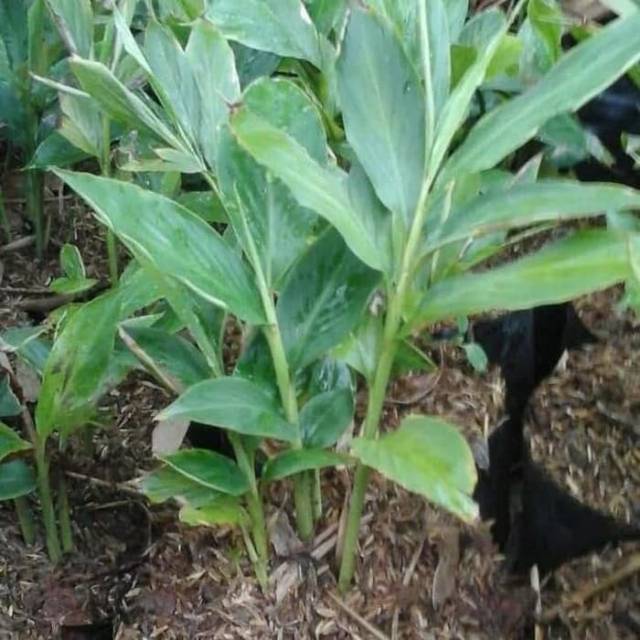 Honje Onje kecombrang honje hijau onje hijau kecombrang hijau