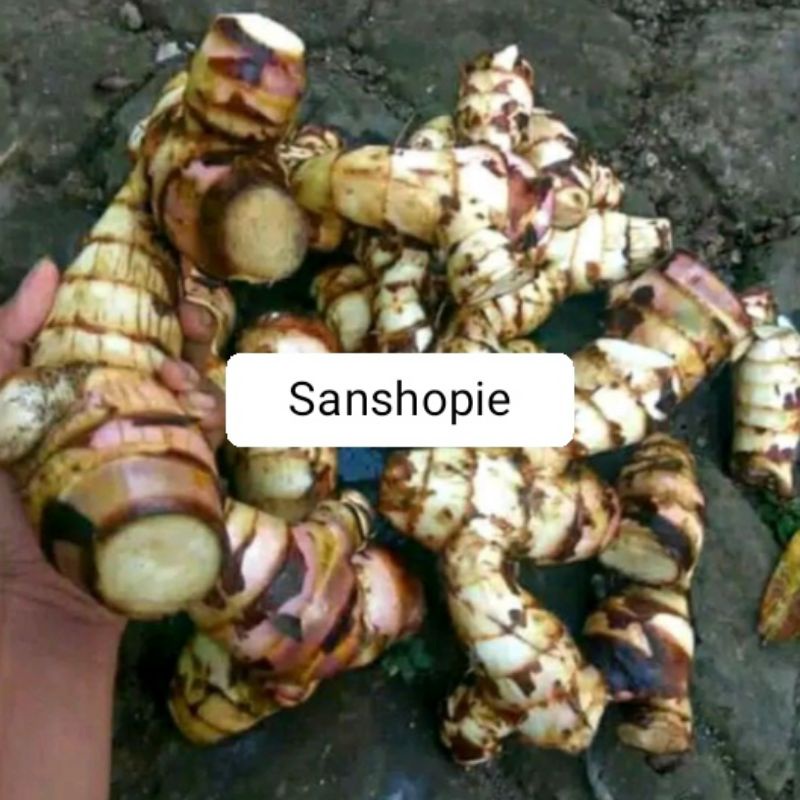 

Umbi ganyong putih segar 1 kg
