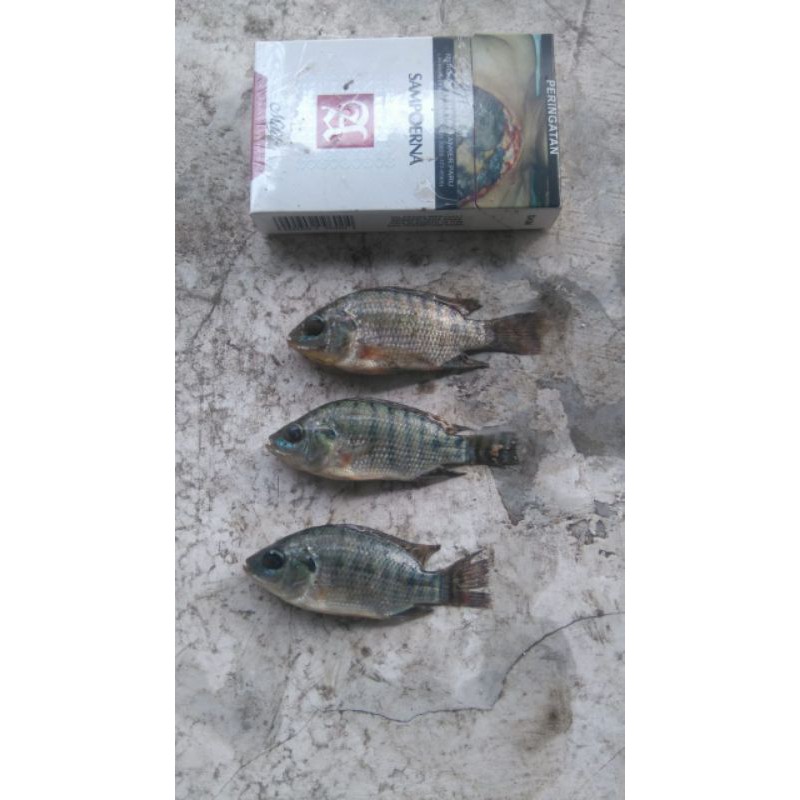 

Ikan Nila Gesit Murah Segar