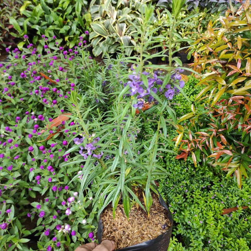 tanaman lavender asli,tanaman hias bunga lavender