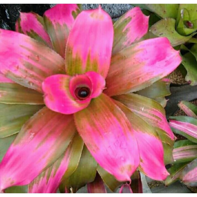 PEROMO tanaman hiyas beromeliya...tanaman hiyas beromeliya