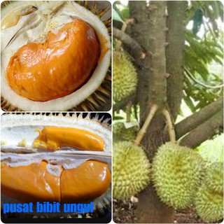 Unduh 810 Gambar Durian Tembaga Keren 