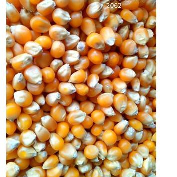 

NRV-038 Popcorn Mentah Mushroom 1Kg Jumbo Mushroom Kiloan Popcorn Bulat Jamur 1 Kg Popcorn Mushroom