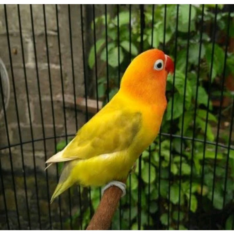 Lovebird Paskun (Pastel Kuning)