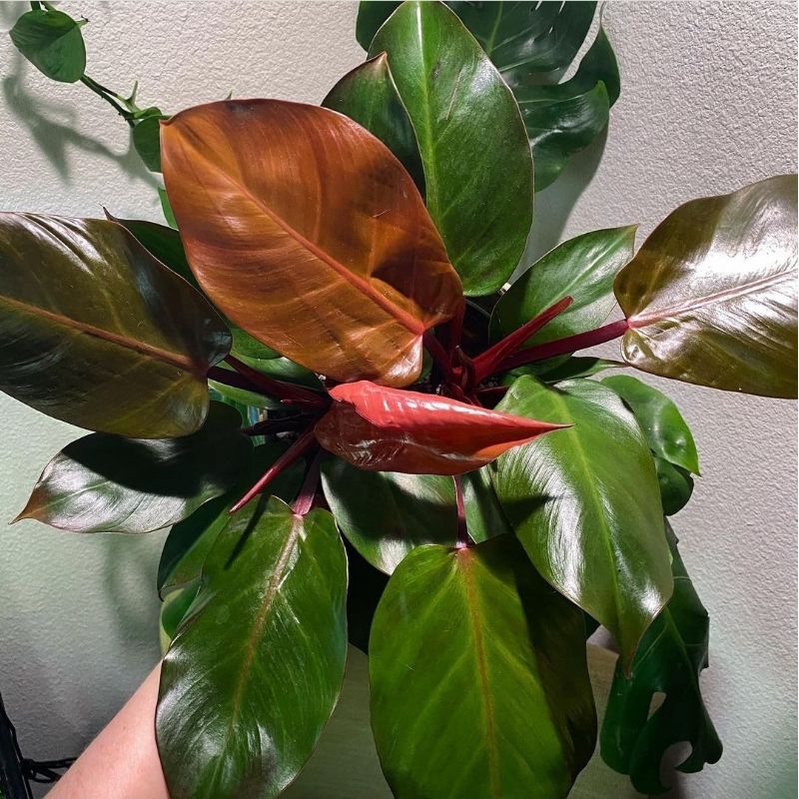 Philodendron Imperial Red Philo Anakan Tanaman Pilodendron Tanaman Hias Murah Tanaman Hias Indoor Ta