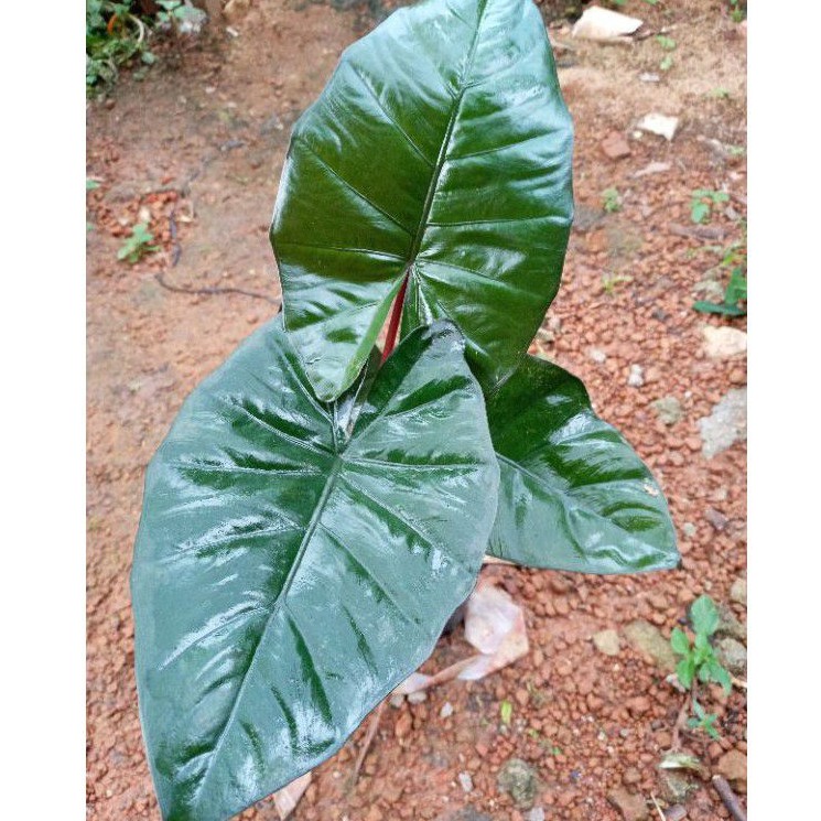 KELADI HITAM SENTE / KELADI HITAM / KELADI SENTE / TANAMAN KELADI  SENTE/KELADI MURAH PROMO/CALADIUM