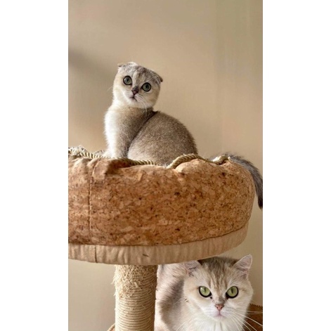 scottish fold golden