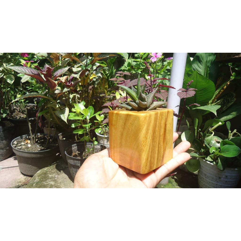 pot kayu pot kaktus kotak pensil