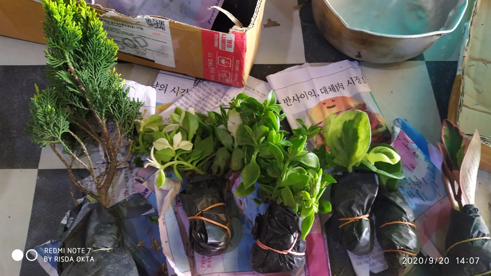 Tanaman Hias Peperomia Varigata