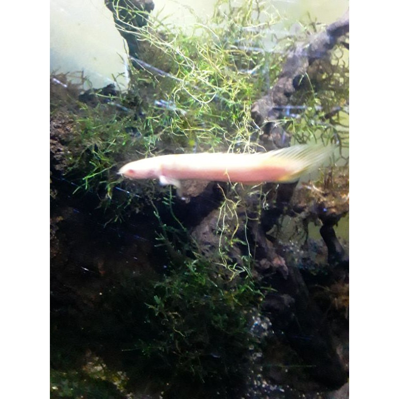 ikan palmas albino