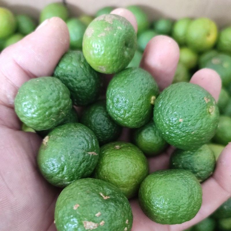 

jeruk limo limau / sambal super per 1kg petik pagi barang fresh