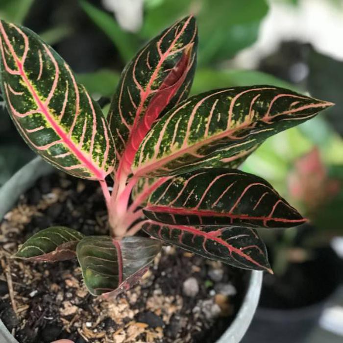 Bibit tanaman hias aglonema red Sumatra aglonema red Sumatra bibit tanaman hias