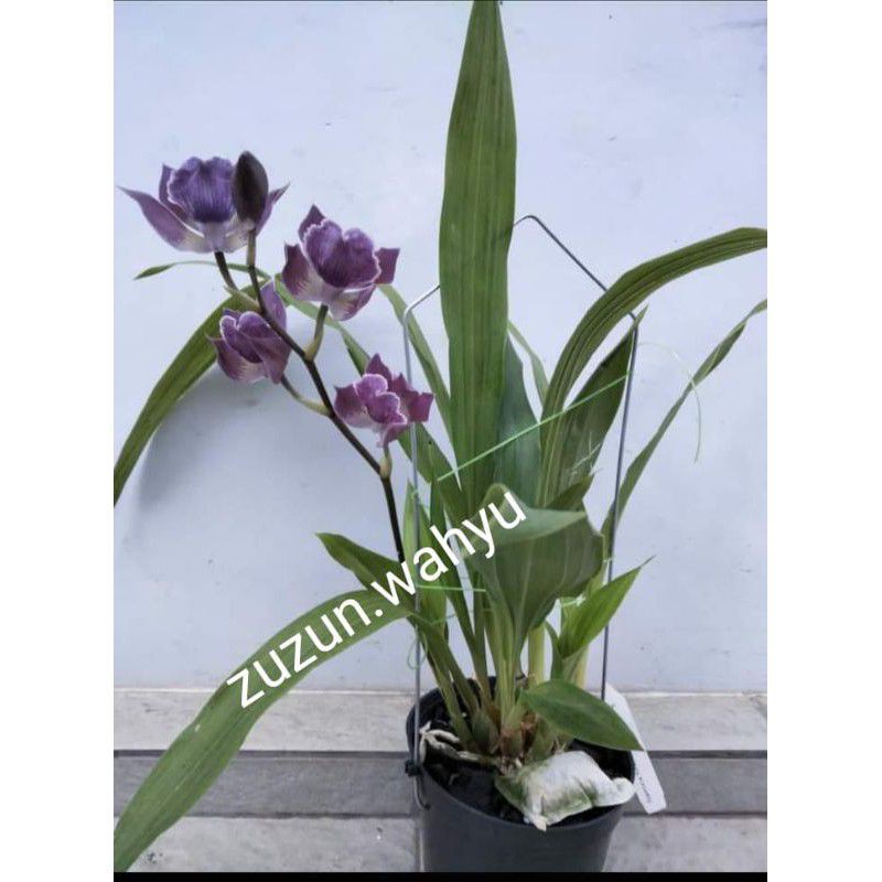 ANGGREK ONCIDIUM ZYGONISIA MURASAKI KOMACHI FRAG DEWASA BUNGA WANGIIII