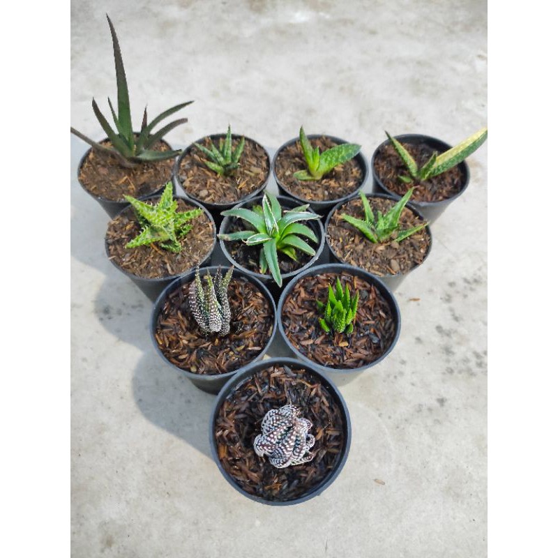 Paket Kaktus mini Haworthia, Gasteria, Limifolia, Agave dan Aloevera