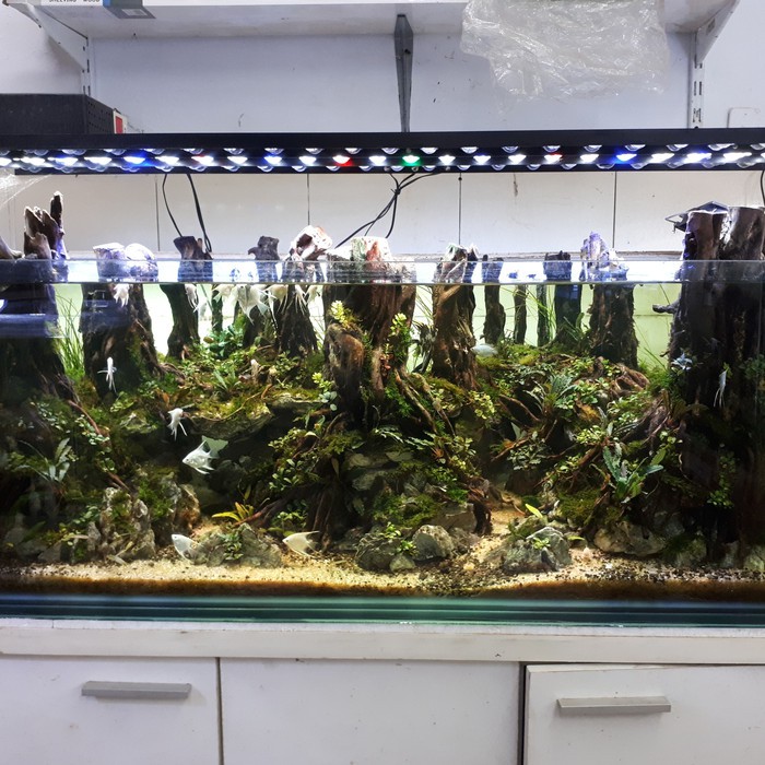 Aquascape Design Jungle Style untuk Tank 120 Cm x 50 Cm x 45 Cm