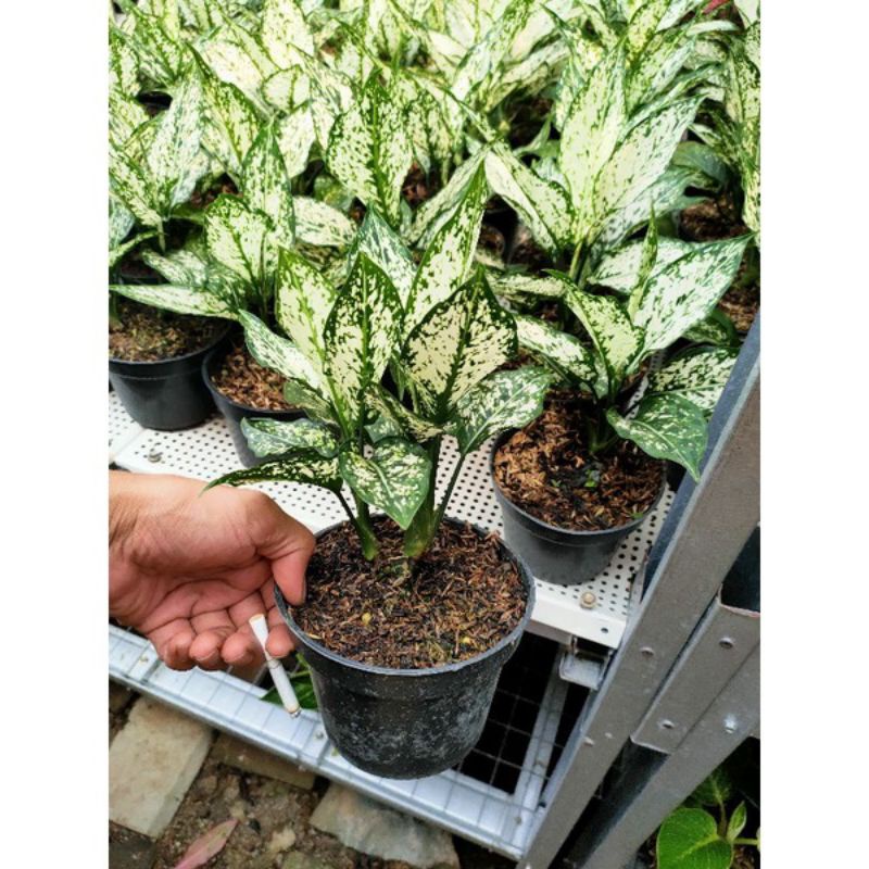 aglonema snow white remaja daun rimbun