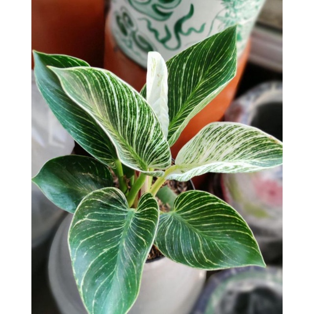 Promo pilodendron Birkin - tanaman hias - tanaman pilo birkin