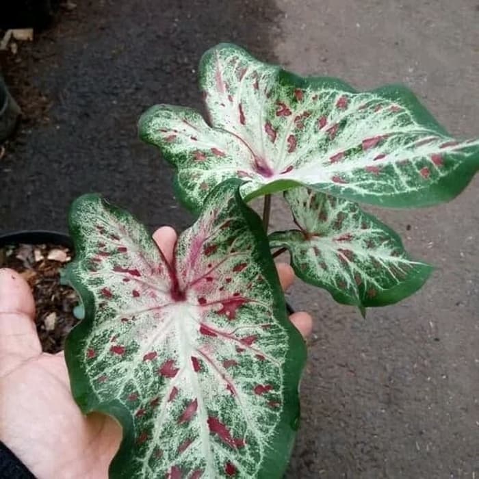 Tanaman Hias Caladium Batik Keladi Batik Shopee Indonesia