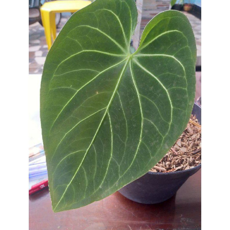 KUPING GAJAH KALONG 2/3 DAUN