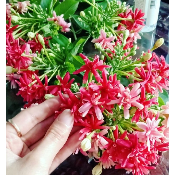 bibit Melati Belanda