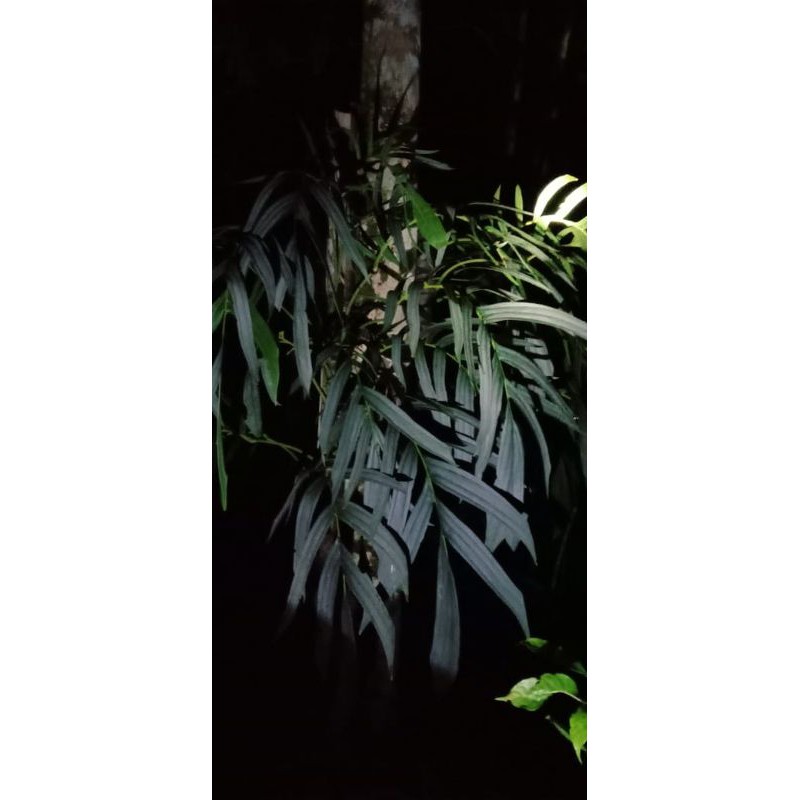 Rhapidophora Tenuis Silver (Per-1 daun)