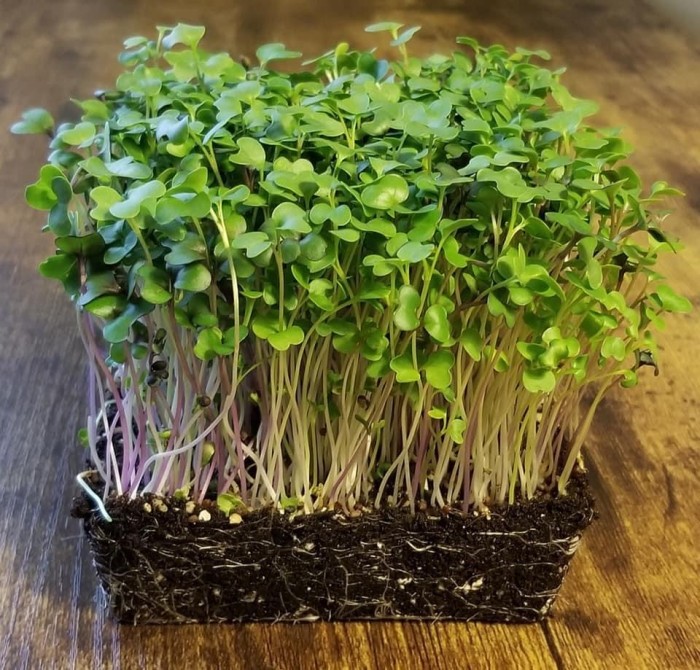 Benih-Bibit Microgreen Spicy Micro Mix Organik (Haira Seed)