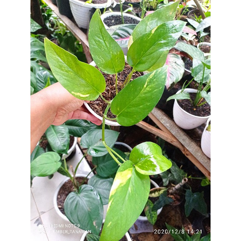 Tanaman hias monstera epipremnum varigata kuning