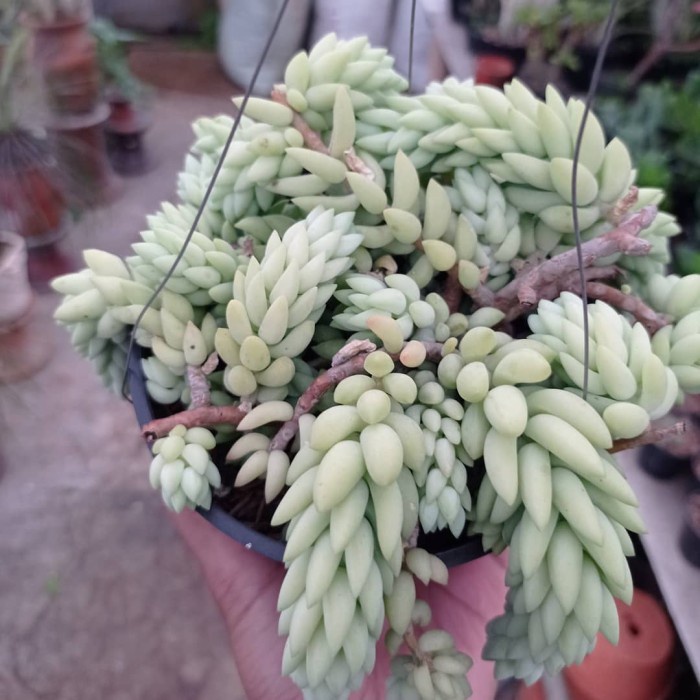 sedum morganianum tanaman gantung KAKTUS SUKULEN TANAMAN HIAS