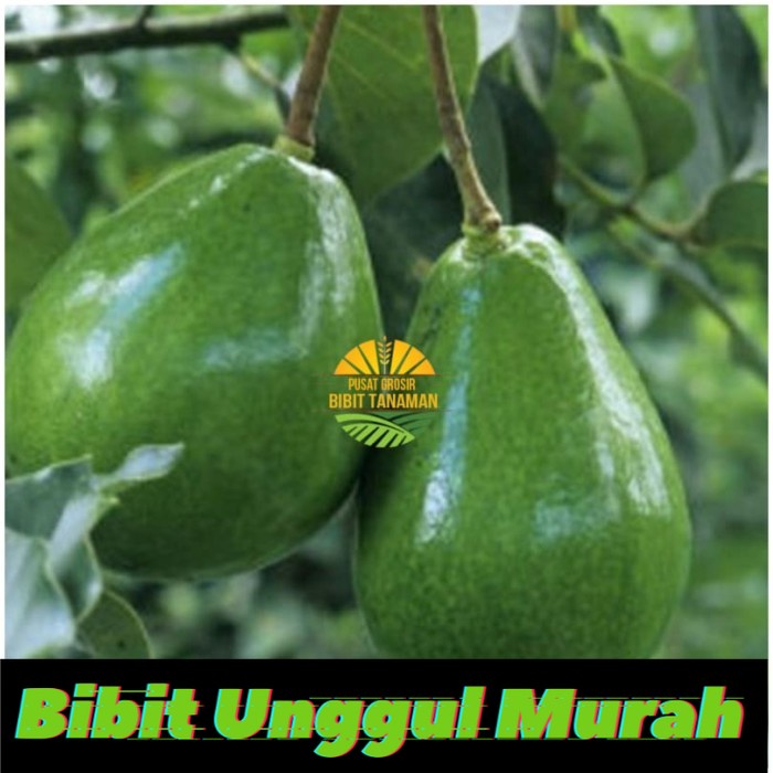 Bibit Alpukat mentega jumbo