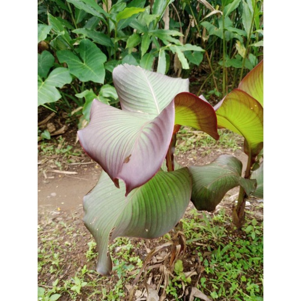 Bibit ganyong tanaman umbi ganyong