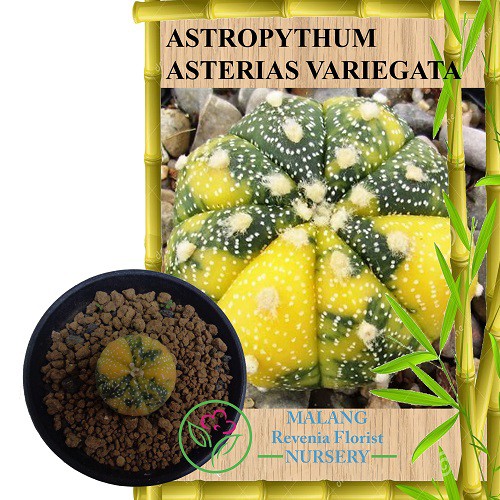 Tanaman Kaktus Astrophytum Asterias Variegata