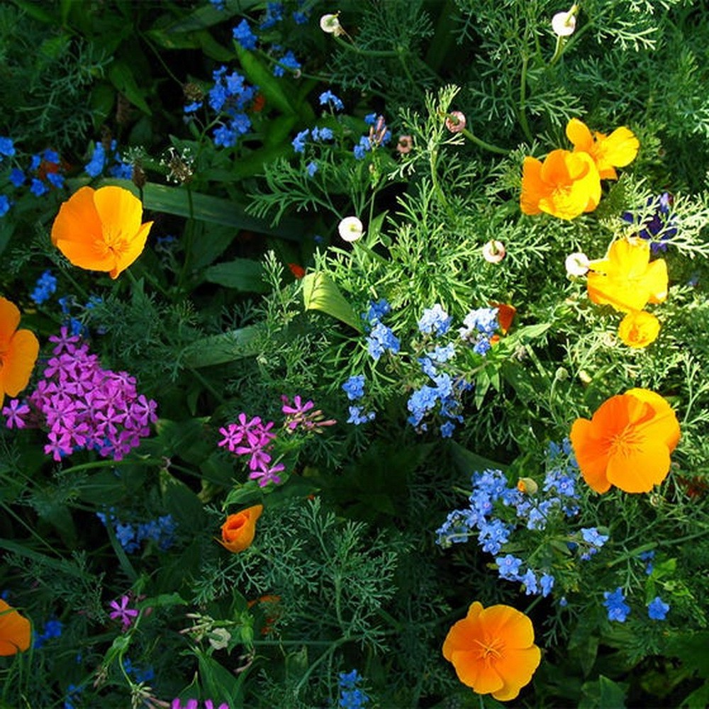 PlantaSeed - 200 Seeds - 19 Jenis Partial Shade Wildflower - PAS0228